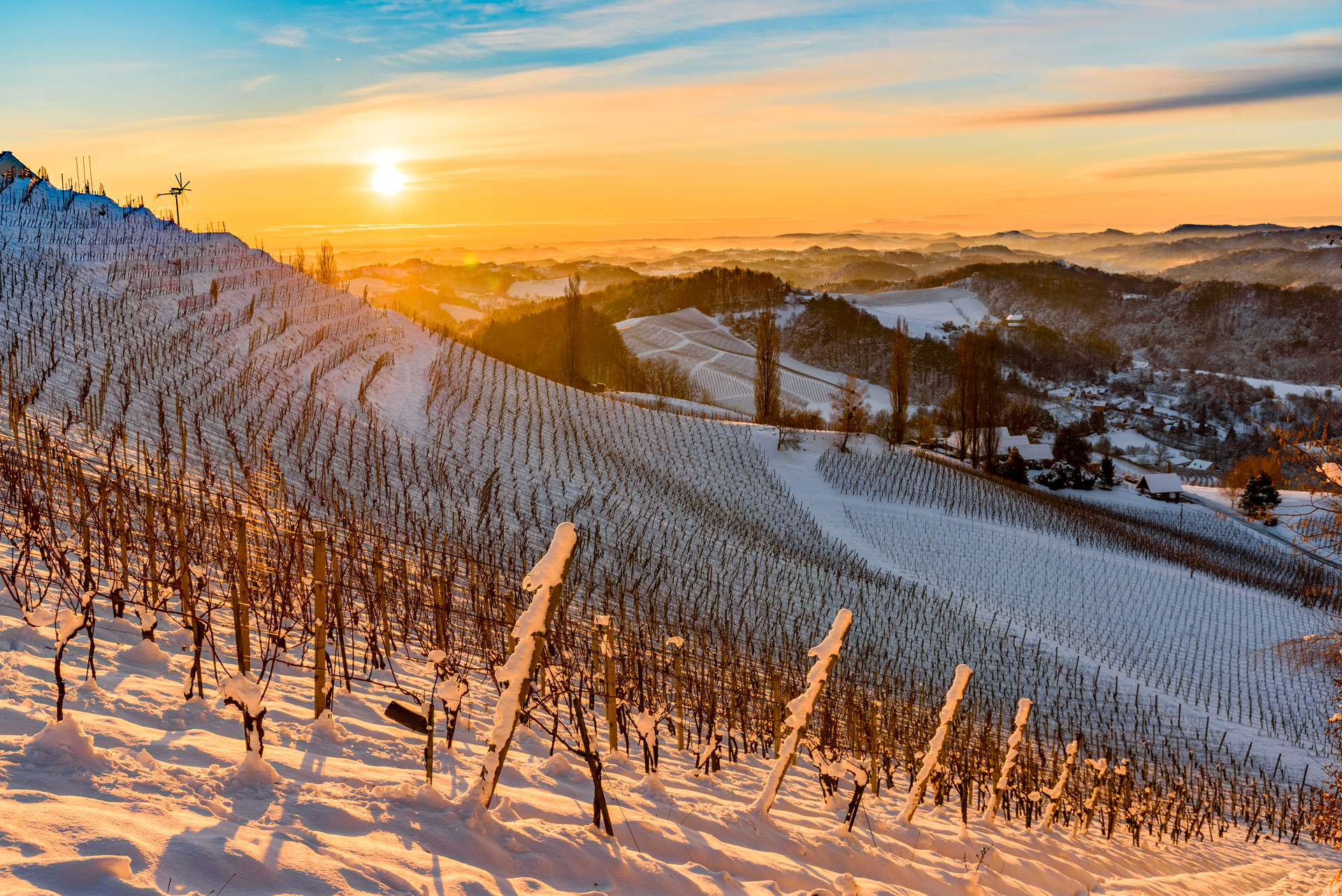Séance janvier 2026 – Chardonnay dans le monde